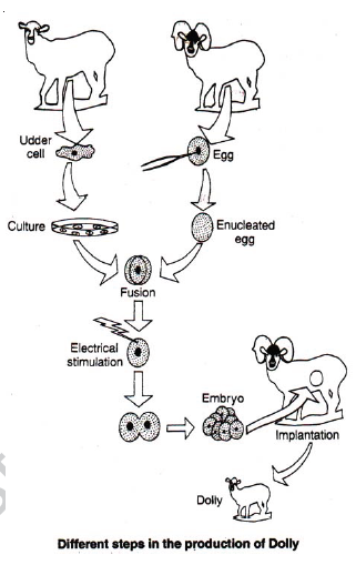 CBSE Class 8 Science Reproduction In Animals Notes